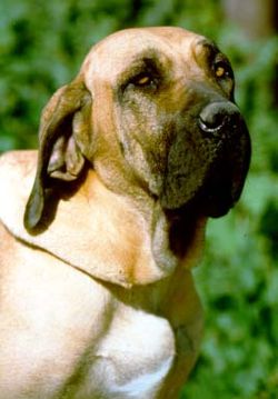 FILA BRASILEIRO 